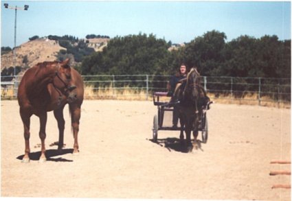 That thing keeps following the little horse.  I think I'll stay over here.