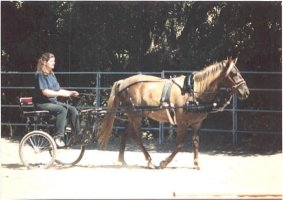 Jordan's first day with the cart.  Already like a pro.  What an incredible horse!