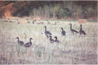 Canada Geese and Mallards just hanging out, waiting for me to shoot.  With the camera, of course.