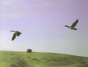 Canada Geese in flight.  Photo by Phillip