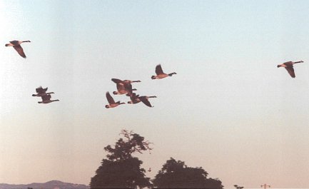 Canada Geese at Sunset- Photo by Elwing