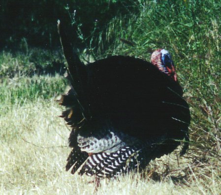 Full strut, showing off and knowing he is safe.